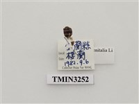 藏品(小陽食植瓢蟲)的圖片